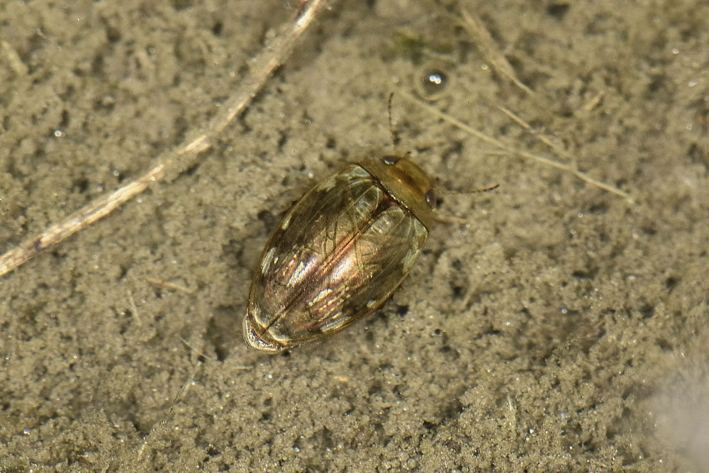 Quale  Dytiscidae? - Laccophilus hyalinus (cf.)